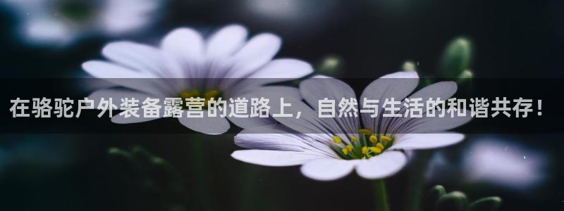 新利记官网